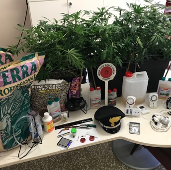 molare cannabis