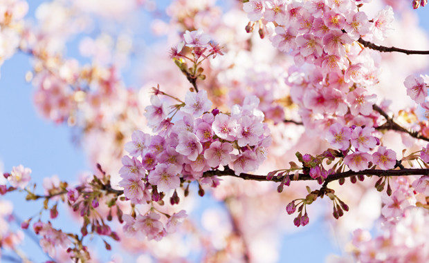 fiori primavera albero