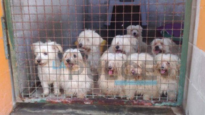 CANI abusivi adozione cascina rosa