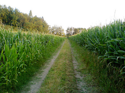 campo_mais agricoltura campagna