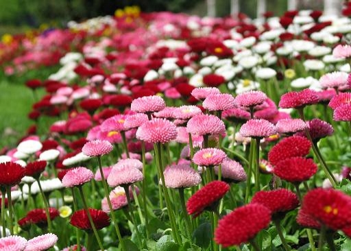 fiori