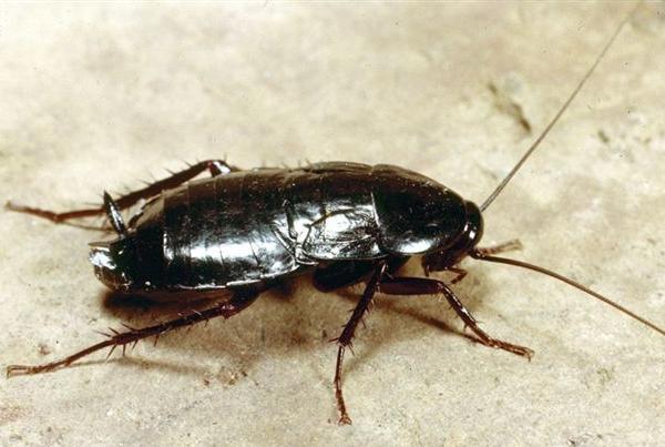 blatta-orientalis