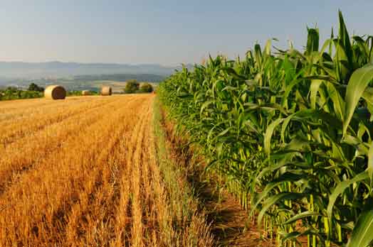 agricoltura