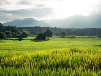 riso risaia agricoltura campagna natura